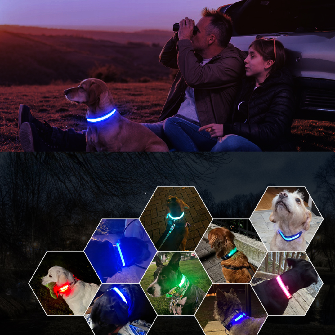 Luminous Dog Collar With Pet Safety Lamp Shelter And